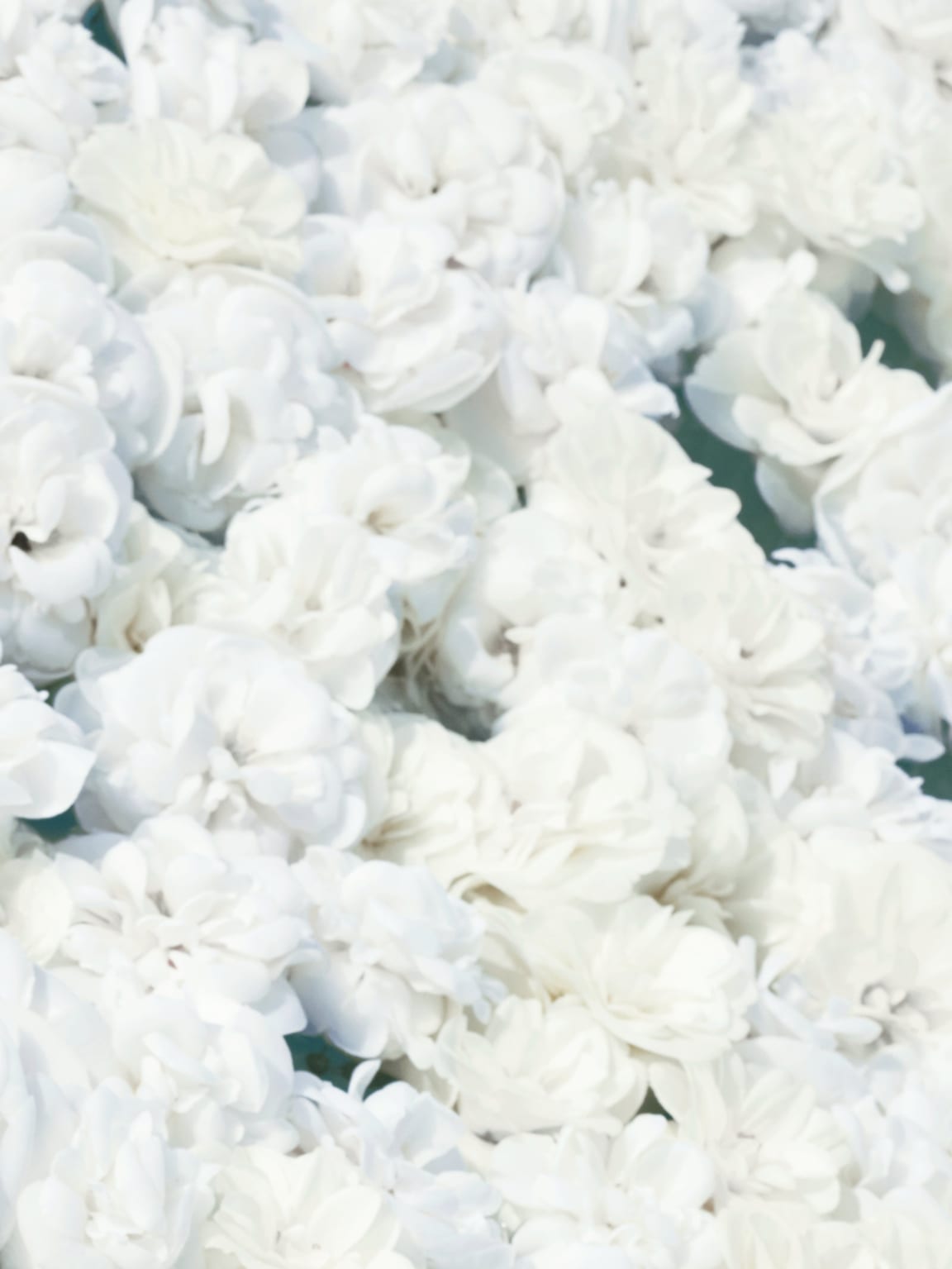 HYDRA BEAUTY CAMELLIA WATER CREAM Illuminating Hydrating Fluid | CHANEL HYDRA BEAUTY CAMELLIA WATER CREAM Illuminating Hydrating Fluid | CHANEL
